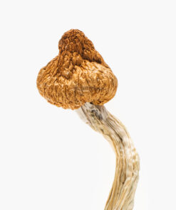 Buy Magic Mushrooms in New Zealand