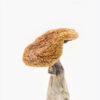 Golden Teacher Magic Mushrooms
