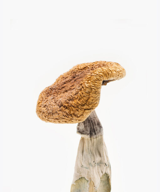 Golden Teacher Magic Mushrooms