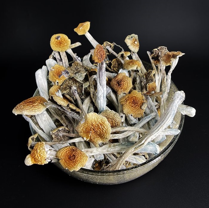 Buy magic mushrooms in new Zealand